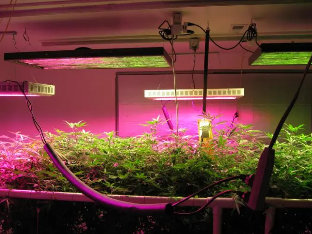 How To Use Led Grow Lights In Indoor Plant Cultivation 4385