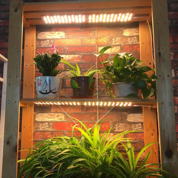 ACKE Quantum Board LED Grow Light for Indoor Plants for Sale